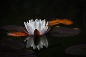 flower, lotus, pond-8173078.jpg