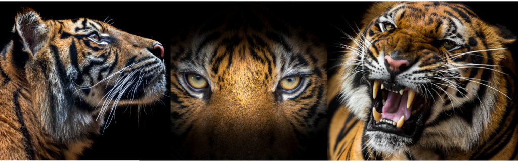 A majestic tiger emerges from darkness, symbolizing resilience, strength, growth, and liberation in the face of adversity
